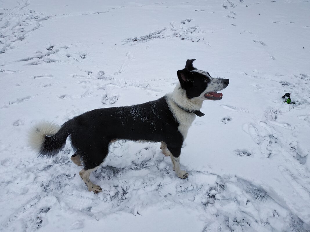 Собачка тоже рада зиме! - Андрей Лукьянов