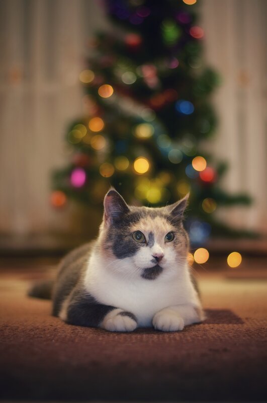 Новогодняя в меру упитанная кошка - Александр Довгий