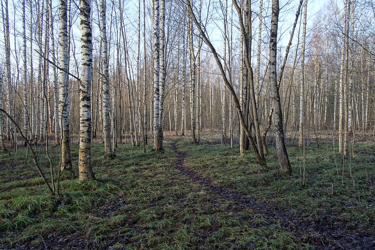 В январском лесу - Елена Смирнова