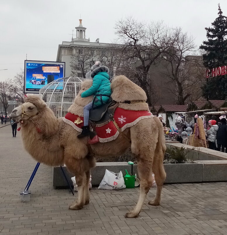 По улицам верблюда водили - Татьяна Р 