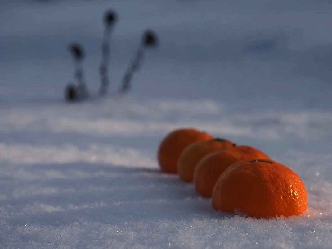 Не яблоки, но на снегу... - Александр Резуненко