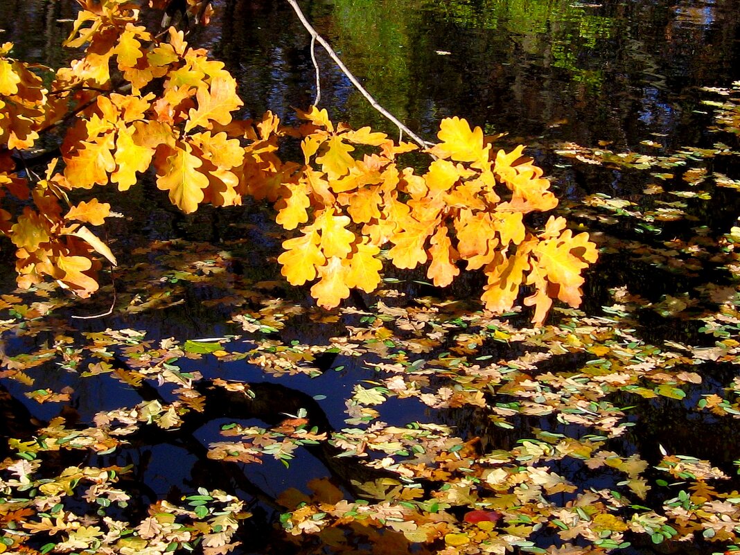 Осенний блюз на пруду... - Лидия Бараблина