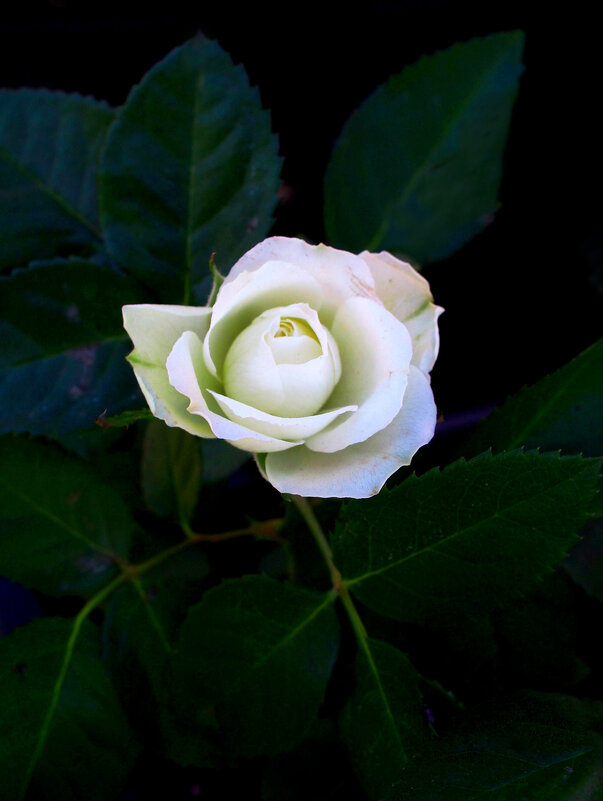 Белая роза - Евгений 