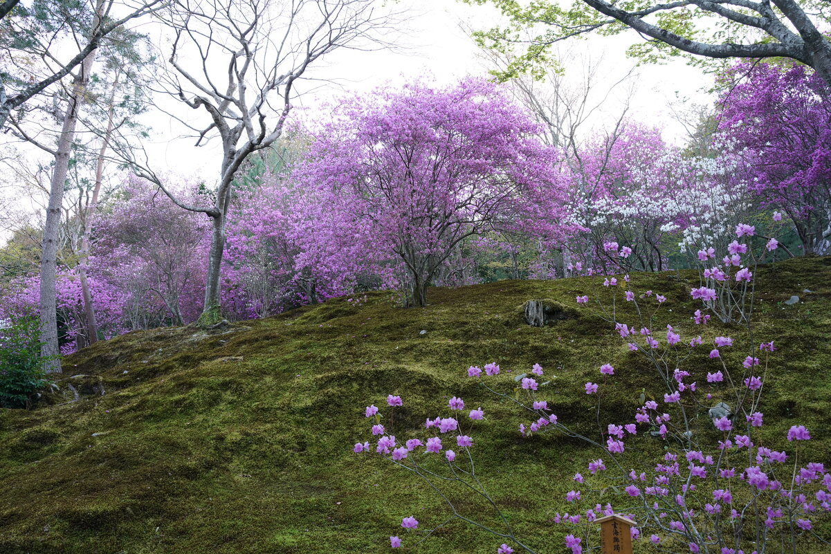 Храм Тенрю-дзи, Киото, Япония - Иван Литвинов