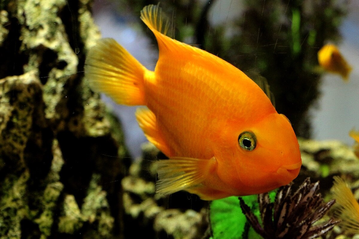 Золотая рыбка - Надежд@ Шавенкова