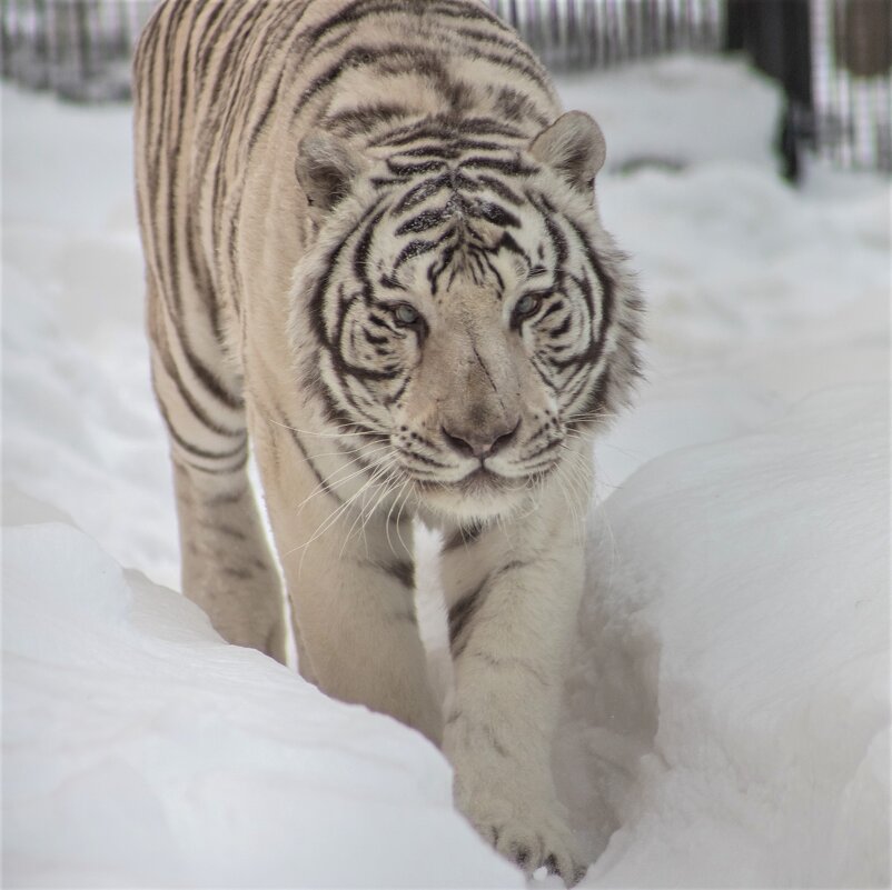 бенгальский тигр Зао - Аркадий Лаптенко