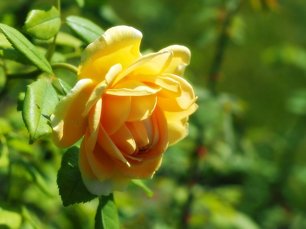 Солнечная роза - wea *