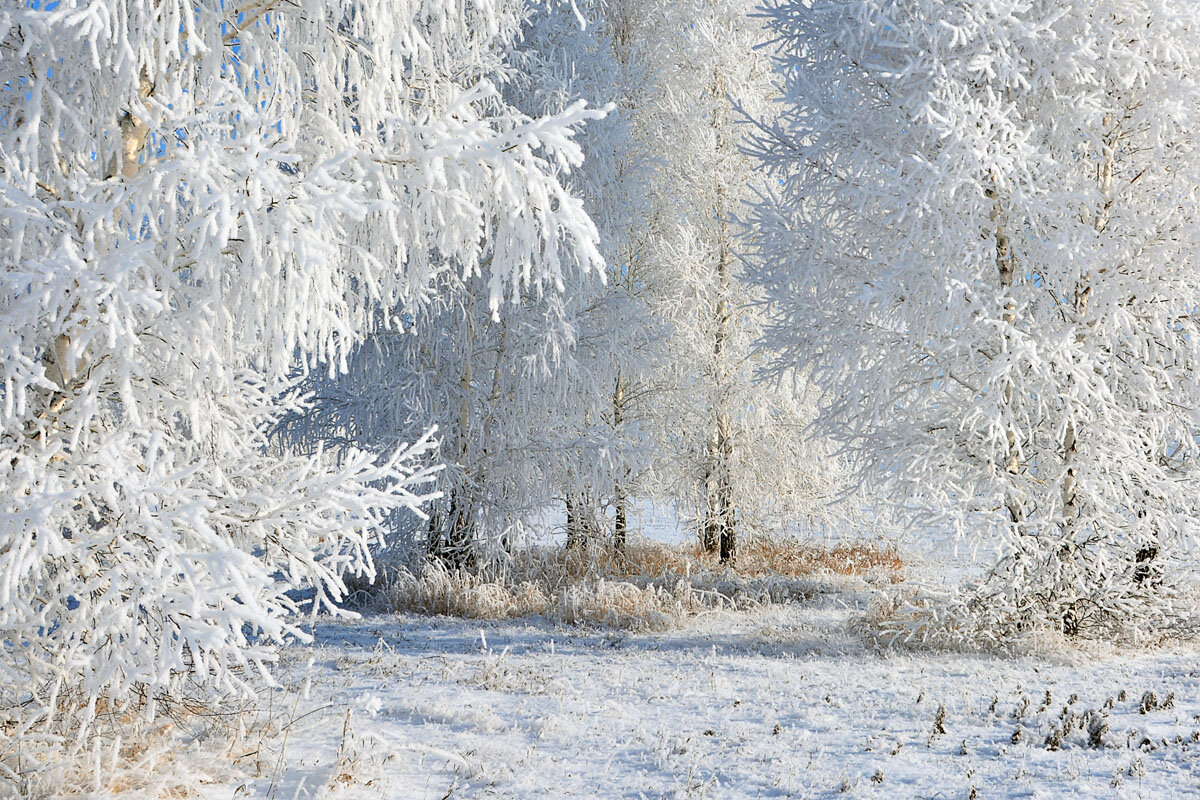 Зима  в  лесу - Геннадий Супрун
