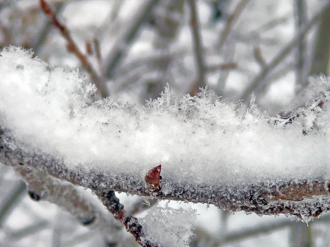свежий снег - Олег 