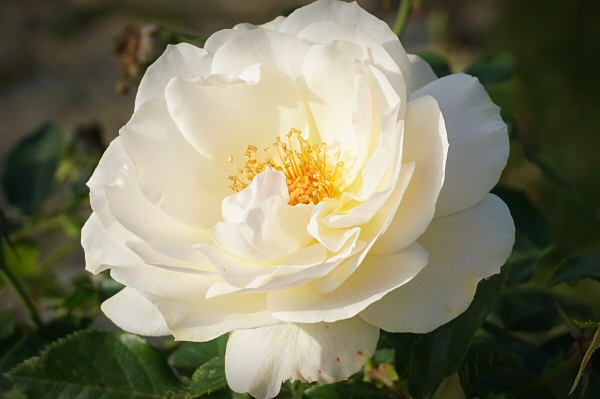 Белая роза - Alm Lana