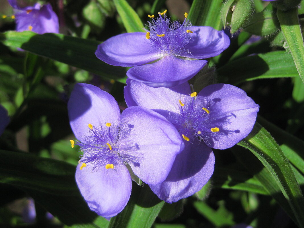 Голубые цветы традесканции садовой - Лидия Бараблина