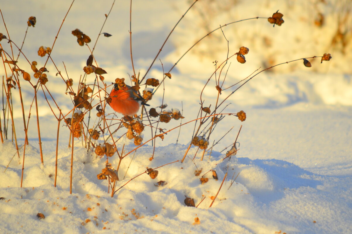 На солнышке - снежноягодник, снег, снегирь - Татьяна Лютаева