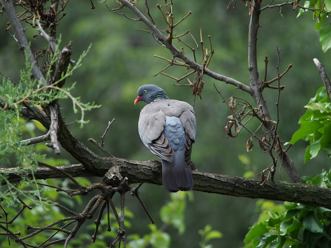 Осторожный голубь вяхирь - wea *