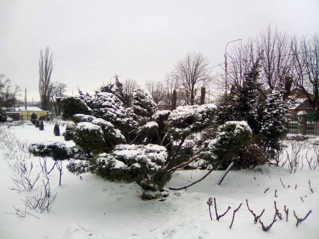Первый снег - выпал на Рождество . - Нина Акарцева 