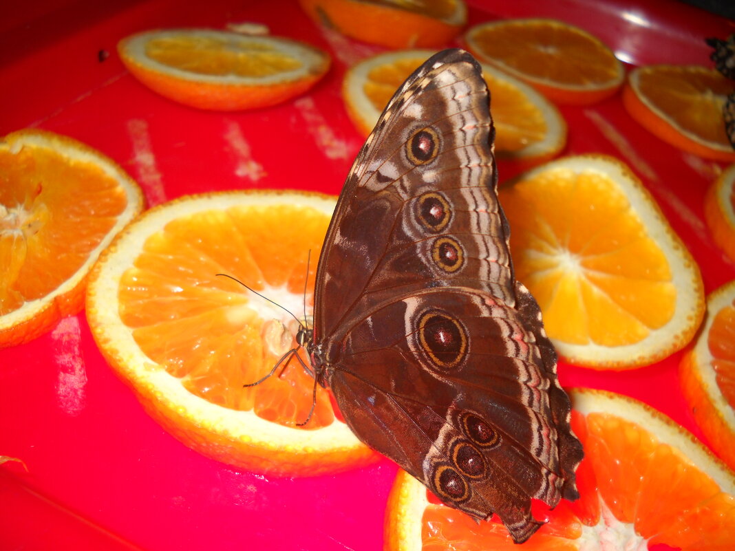 Обед для Тропической бабочки - Victoria 
