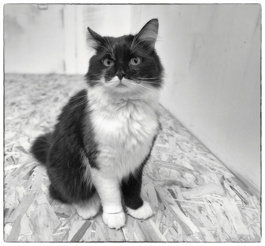 Черно-белый фото кот... - марк 