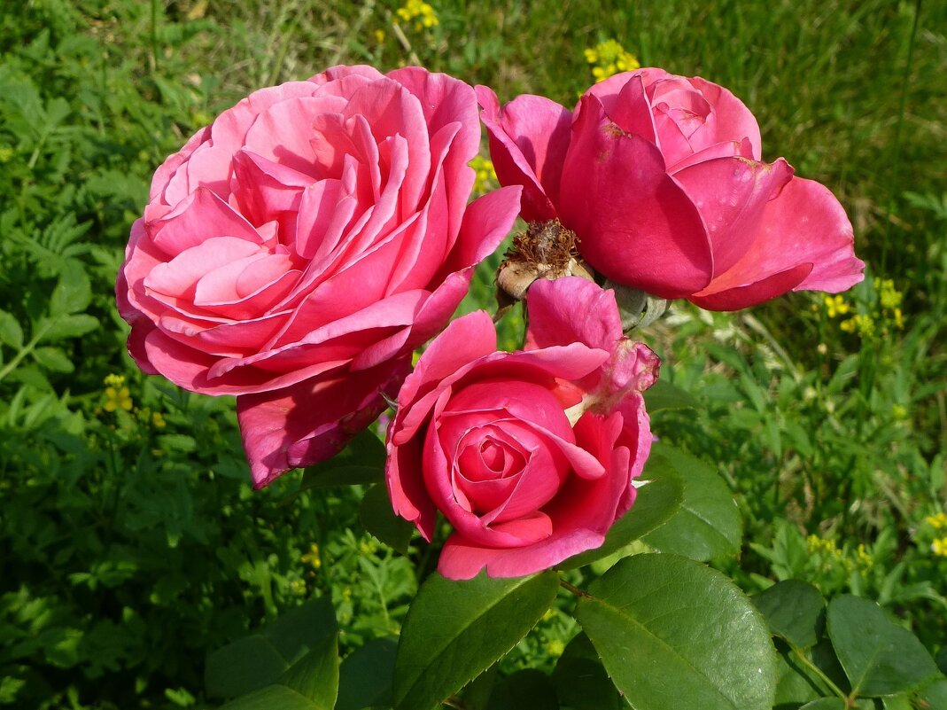Розы июля - Лидия Бусурина