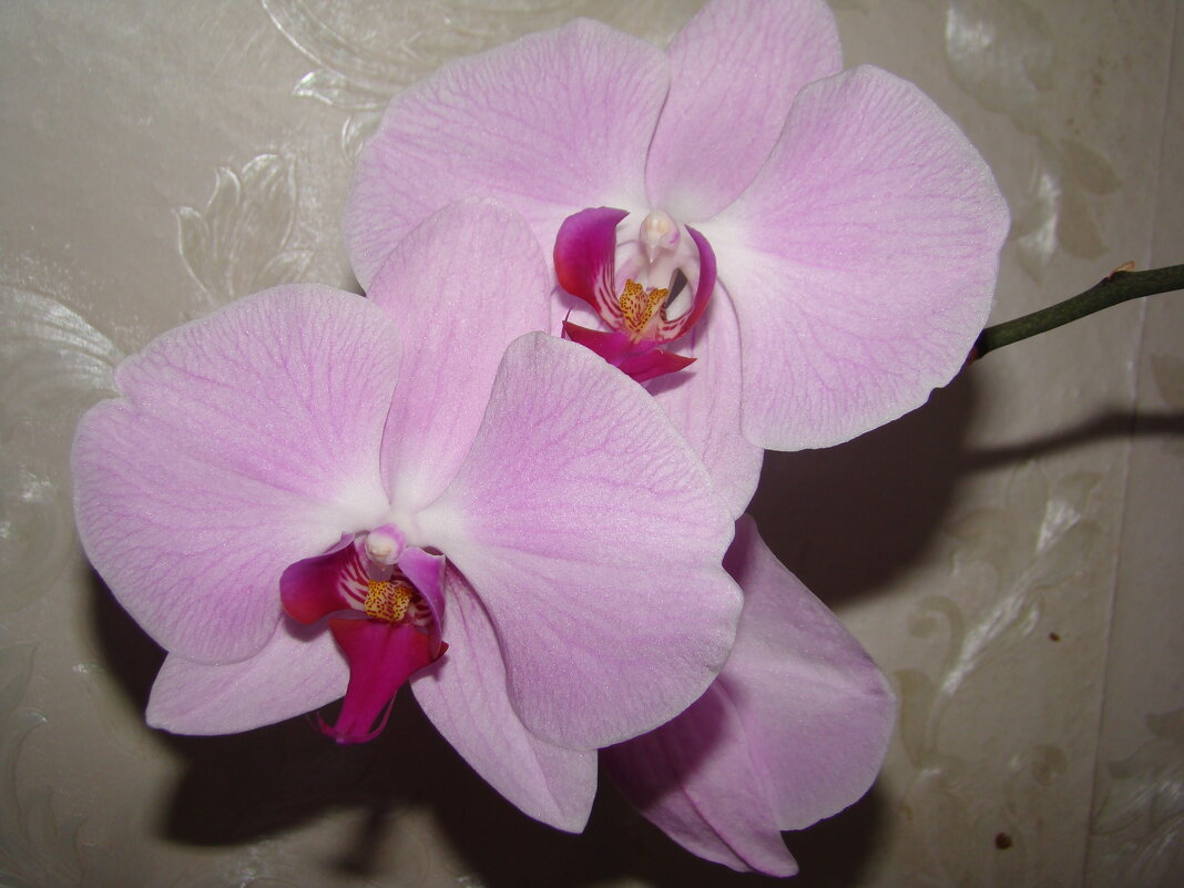 Орхидея - марина ковшова 