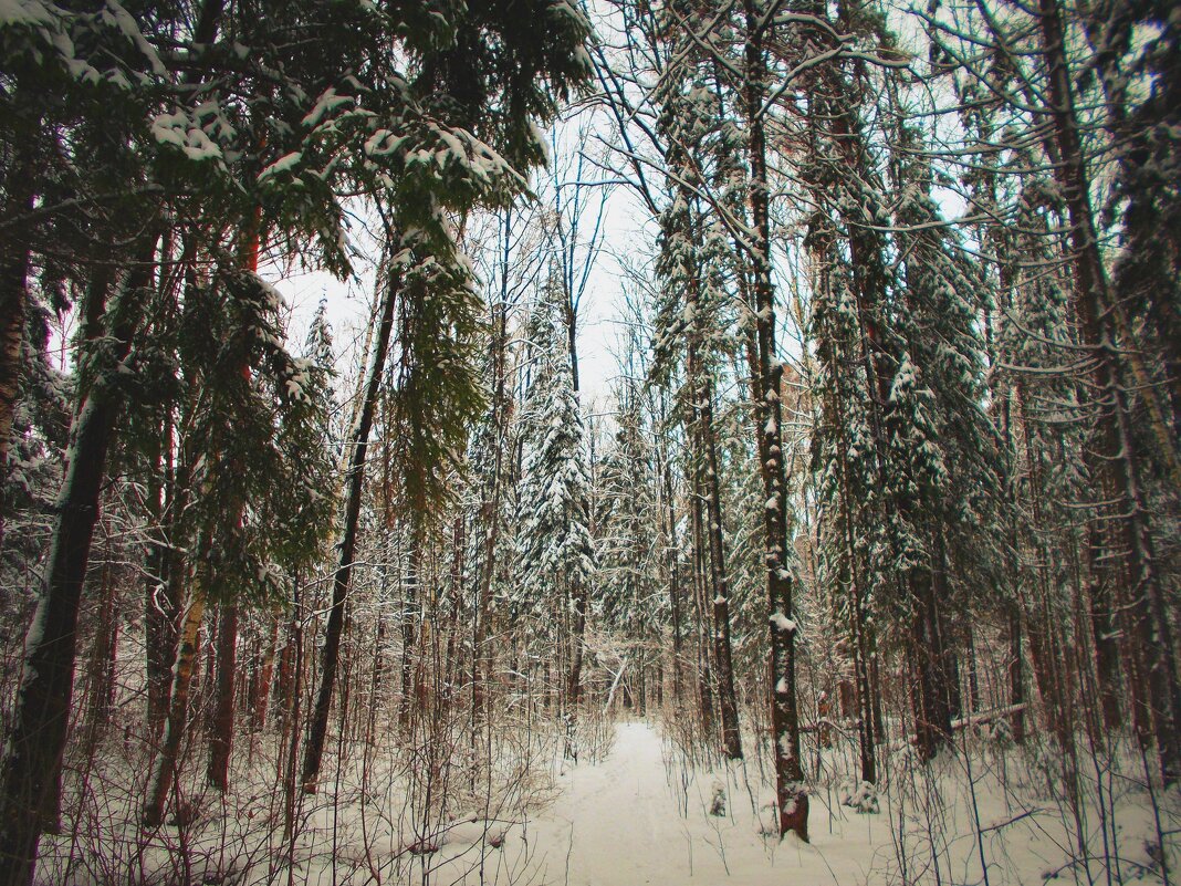 "Чародейкою,зимою,околдован лес,стоит..." - Alisia La DEMA