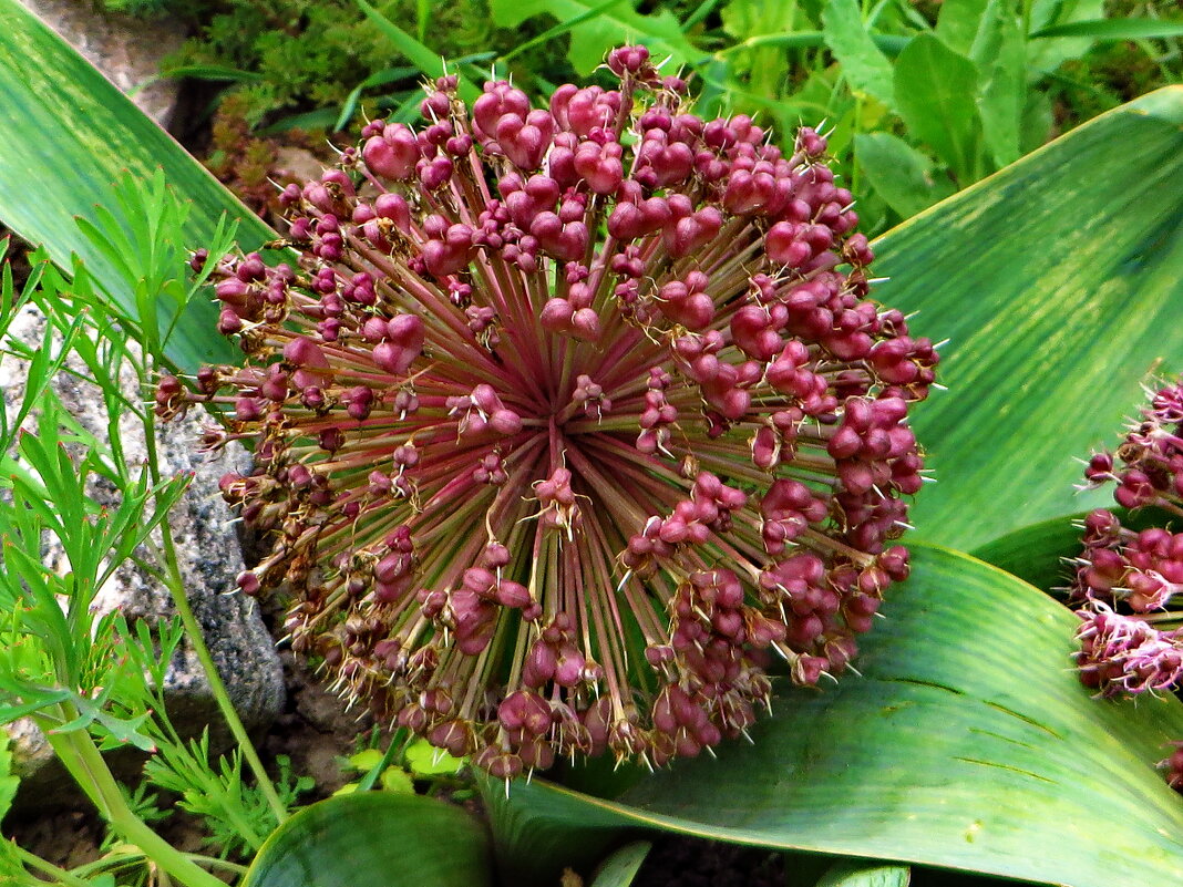 Лук .   Allium akaka - vodonos241 