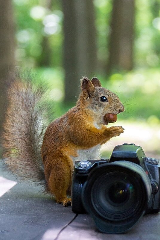 Белка-фотограф - Юрий Корнеев