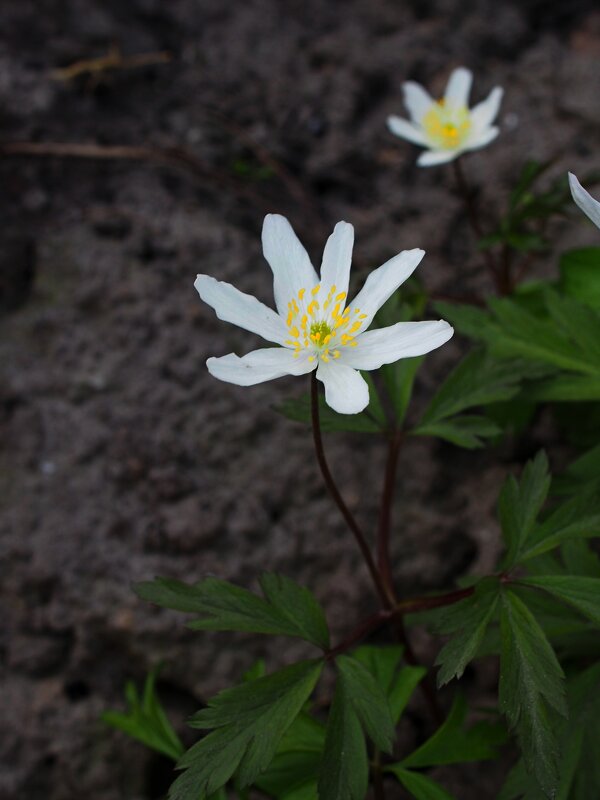 Белый цветок на весенней земле - Евгений 