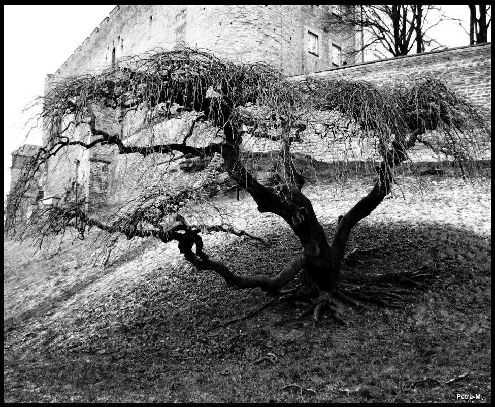Старое дерево - Маргарита 