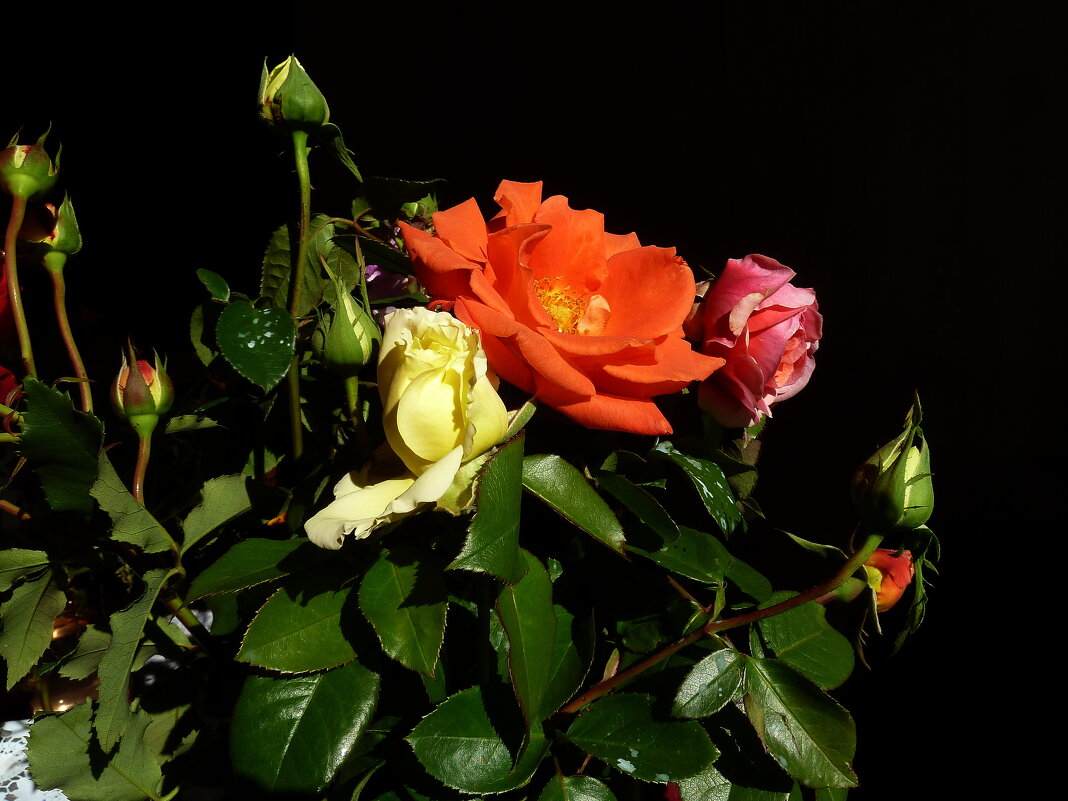 Октябрьский букет роз с дачи... - Лидия Бараблина
