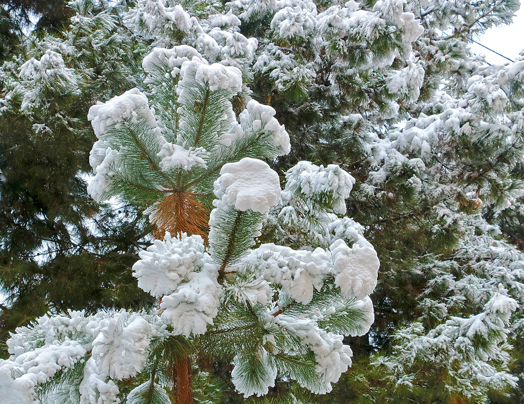 Снежные "цветы" - Светлана 