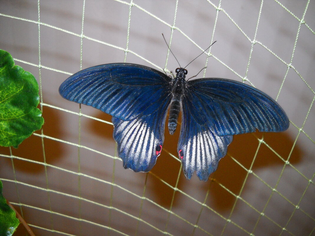 Тропическая бабочка - Victoria 