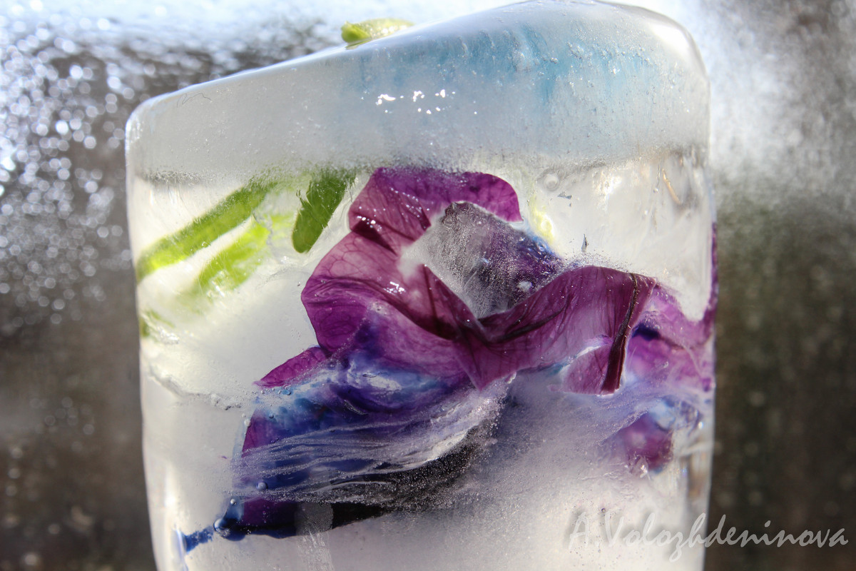 Цветок в кусочке льда - Анна Воложденинова