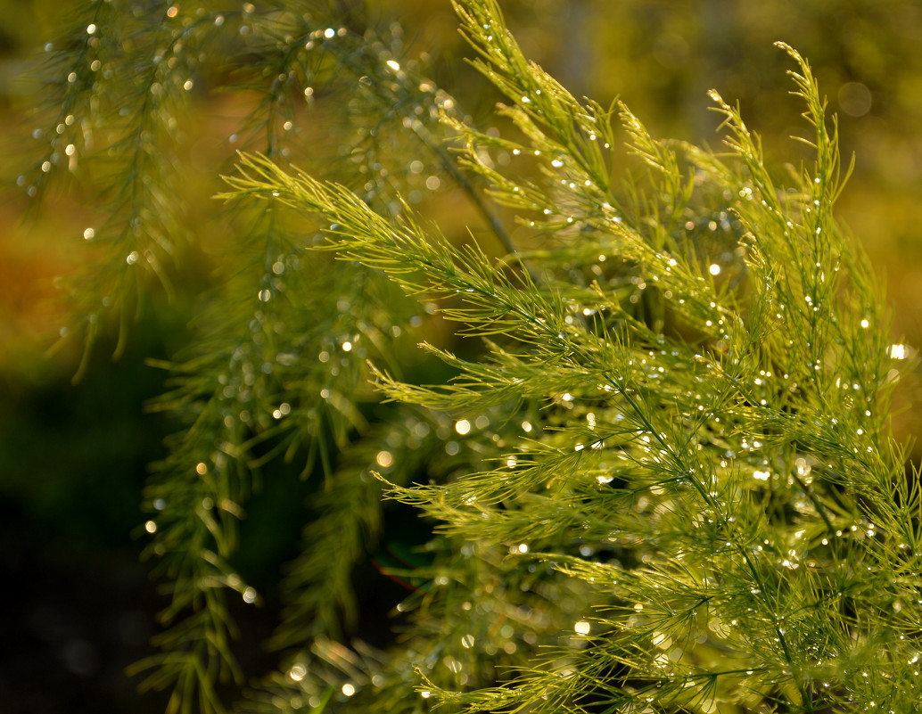 Мелкий дождик бисером бесцветным Вышивает на траве узор - Ольга Логачева