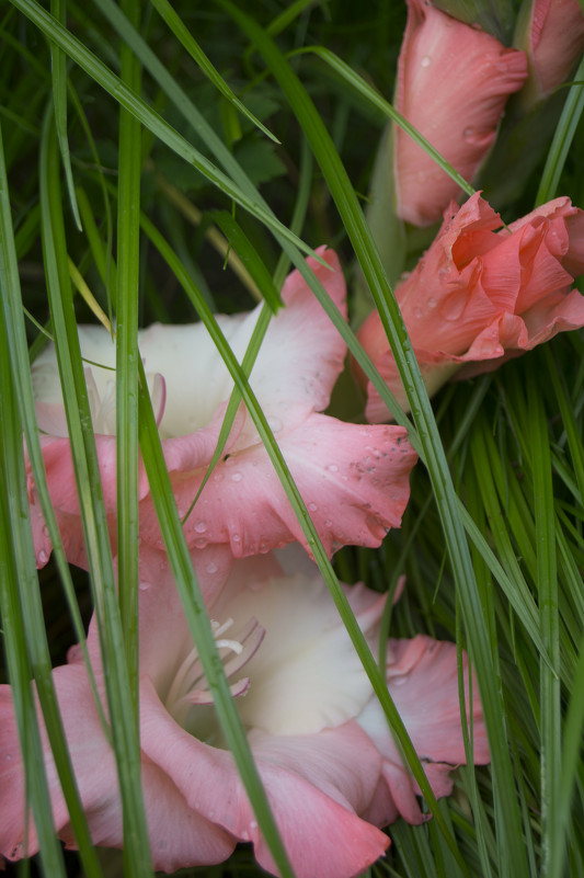 Розовый цветок - Екатерина Копейкина