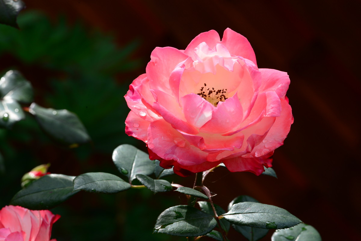 Pink rose - Дмитрий Каминский