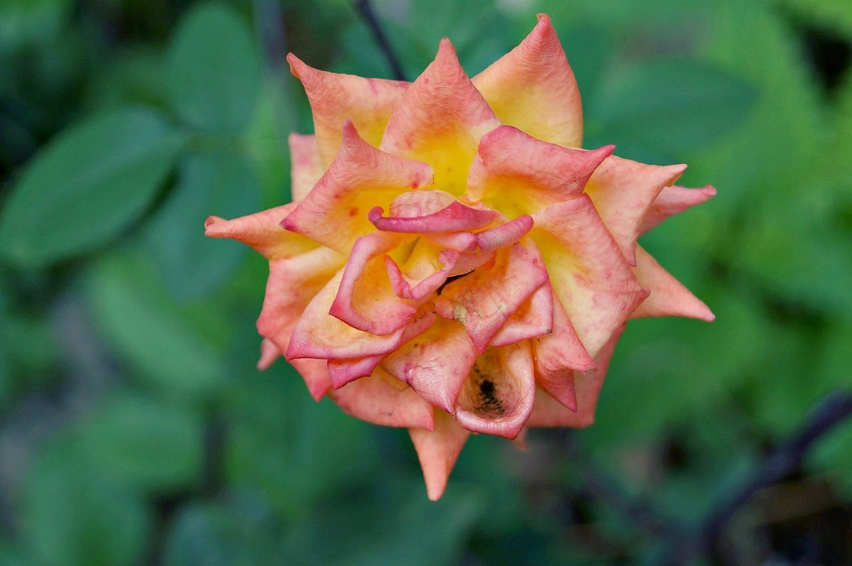 Цветущая роза - Настя Емельянцева