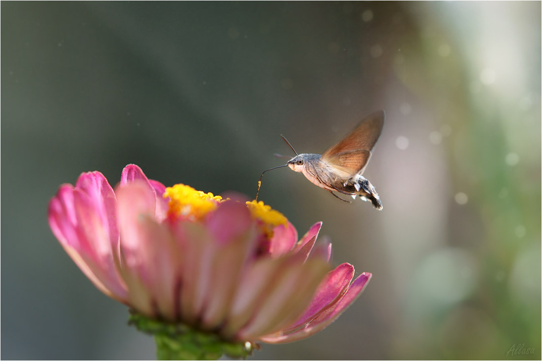 Языкан (колибри мира насекомых) - Алла Allasa