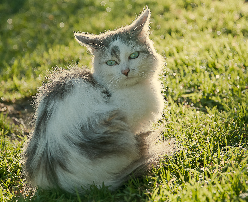 Кот утренний - Марина Бойко