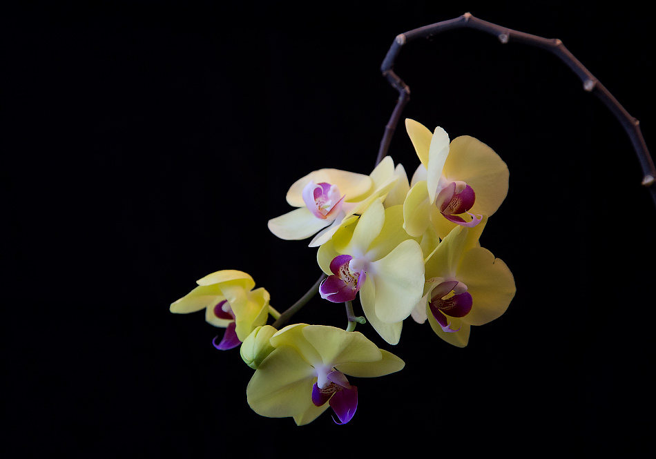 у желтой орхидеи сочиняю хокку - Irina Schumacher