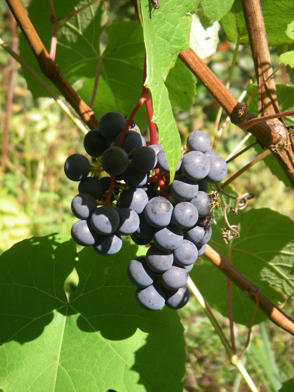 подмосковный виноград - мария п