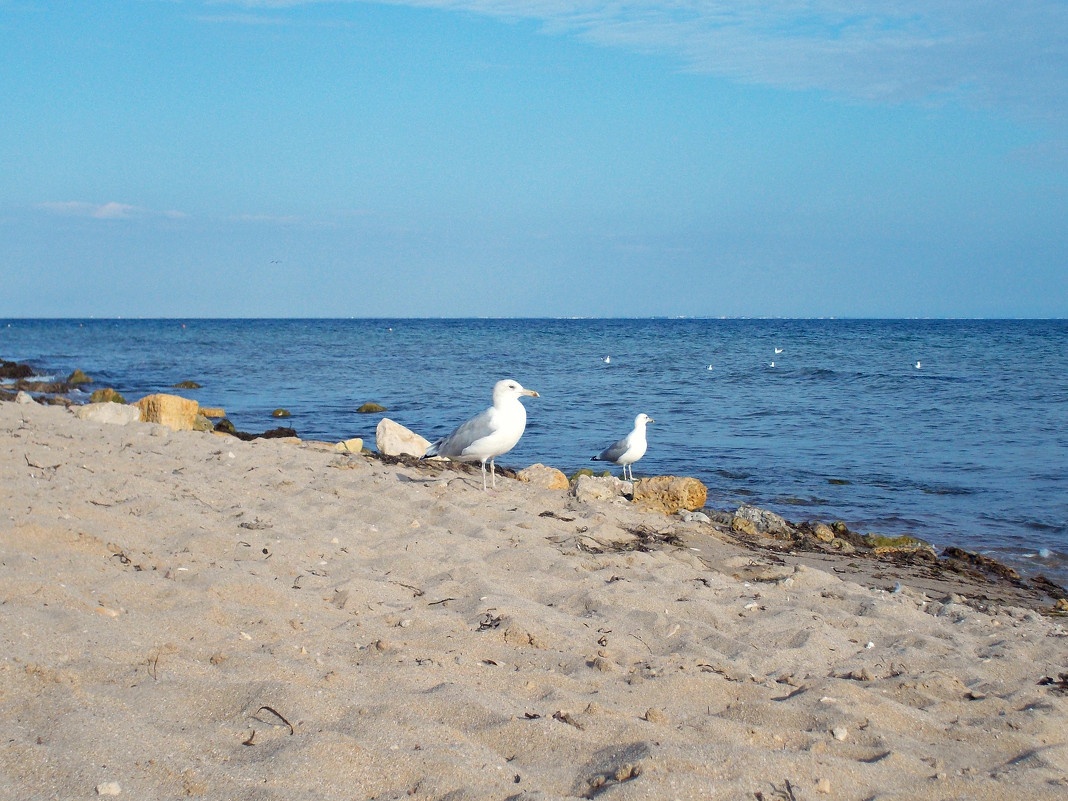 осень приходит с чайками на пляж - Kate Zimens