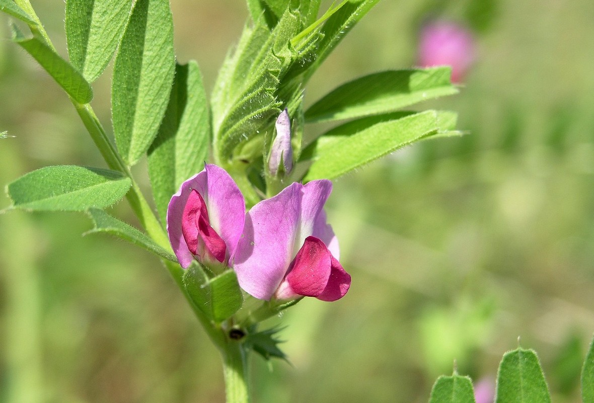 06.03.10 Lathyrus clymenum – Чина пурпурная или испанская - Борис Ржевский