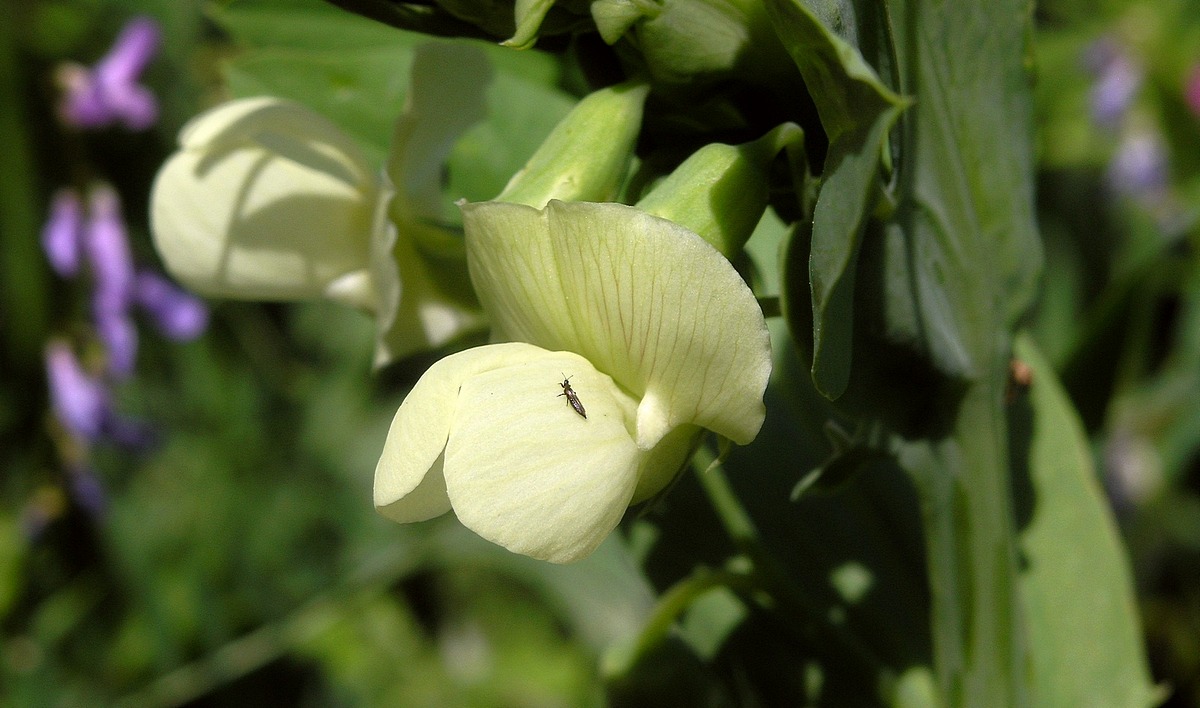 06.03.10 Чина охряная - Lathyrus ochrus - Борис Ржевский