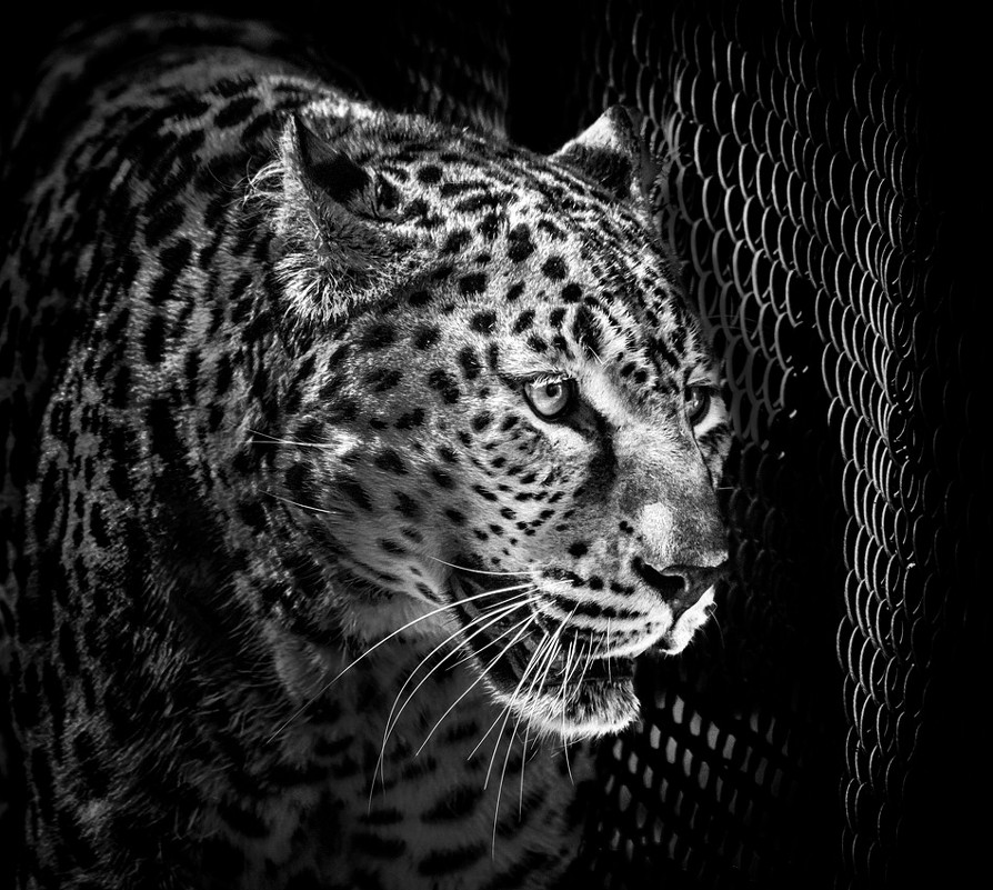Леопард - Nn semonov_nn