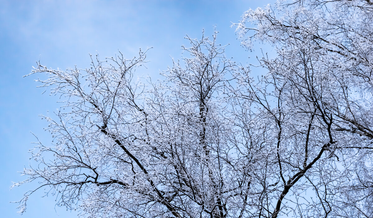 Дерево зимой - Cissa Andebo