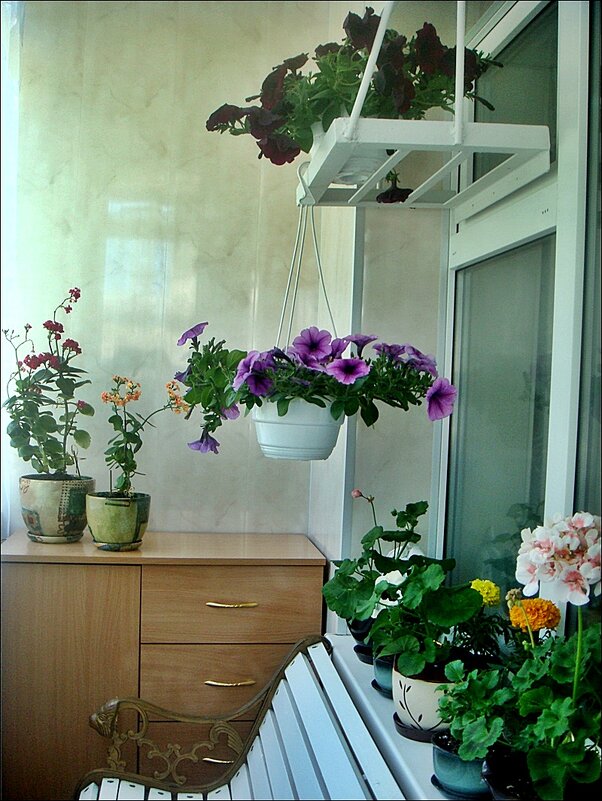 Комнатные цветы - радость в доме - Нина Корешкова