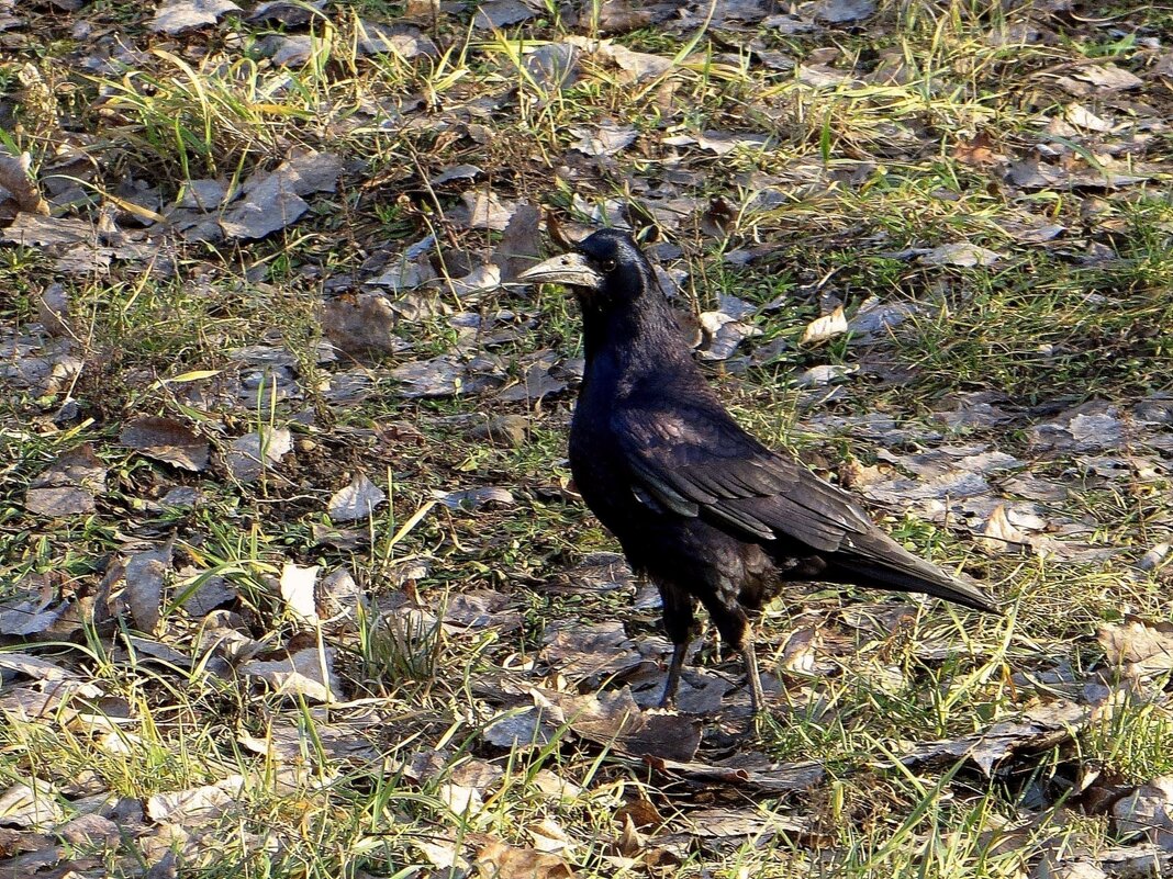 Грач - черная, красивая птица с высоко поднятой головой - Татьяна Смоляниченко