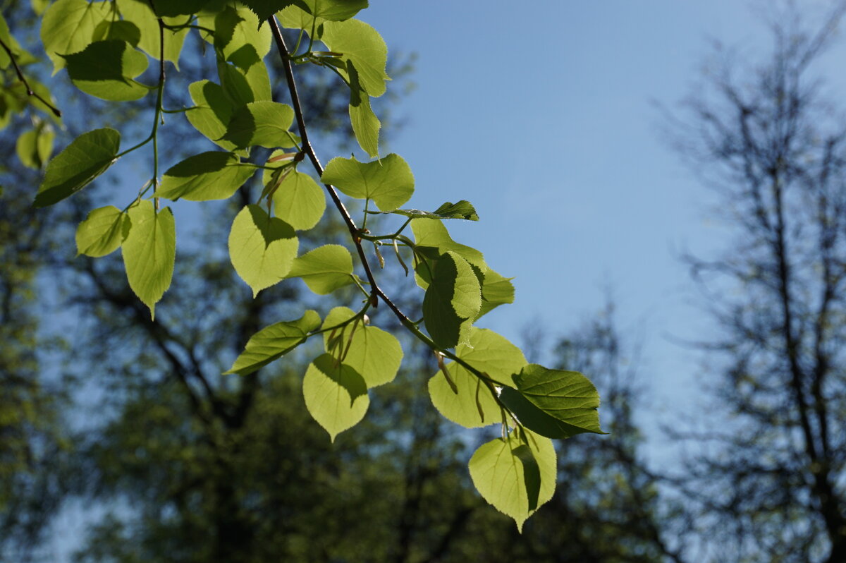 Color of spring / Цвет весны - Роман Шаров