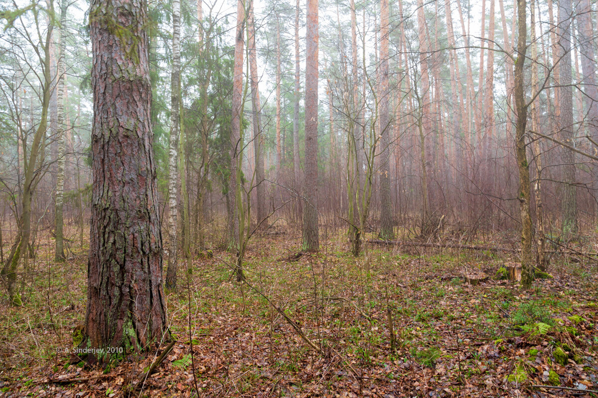 Прогулка в лесу - Александр Синдерёв