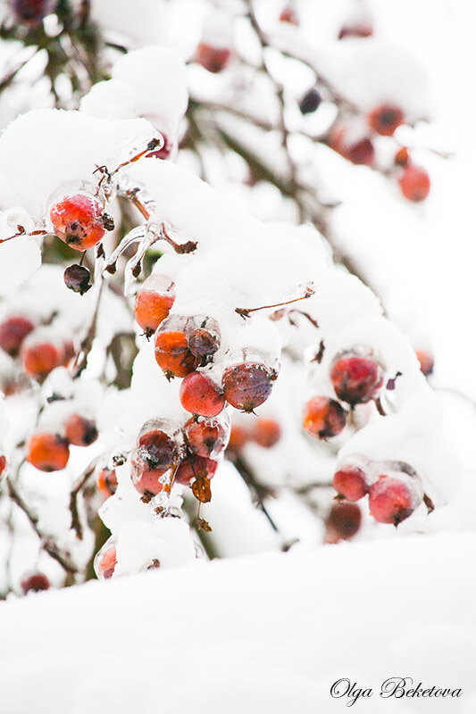 Яблоки в снегу - Ольга Бекетова