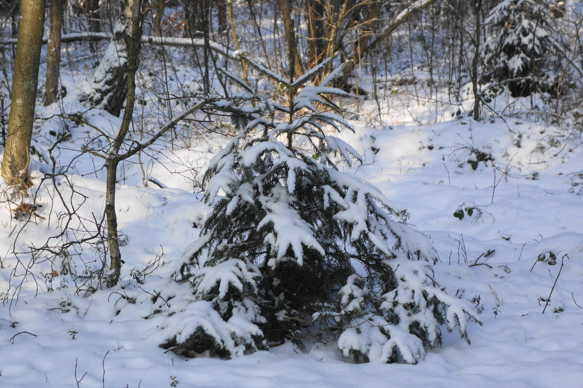 В зимнем лесу - Маргарита Батырева